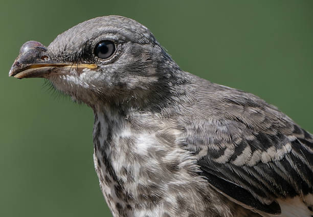 istock A Northern Mockingbird with a growth on its beak 2159828973
