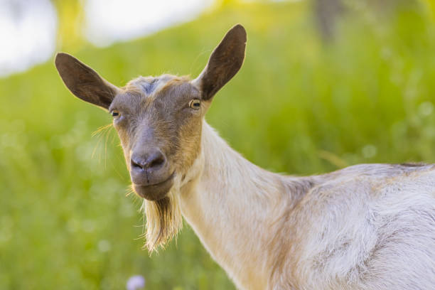 istock Goat eating grass in the meadow. 2159831870