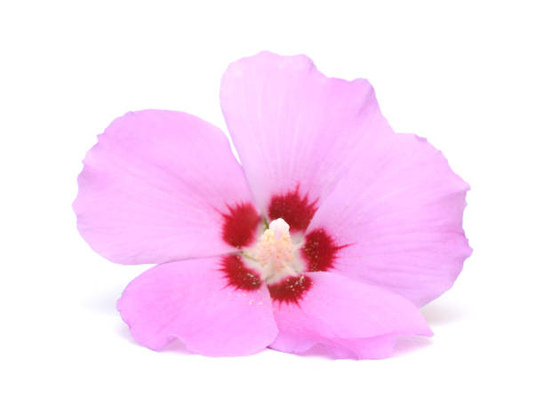 istock Pink hibiscus flower 2159832469
