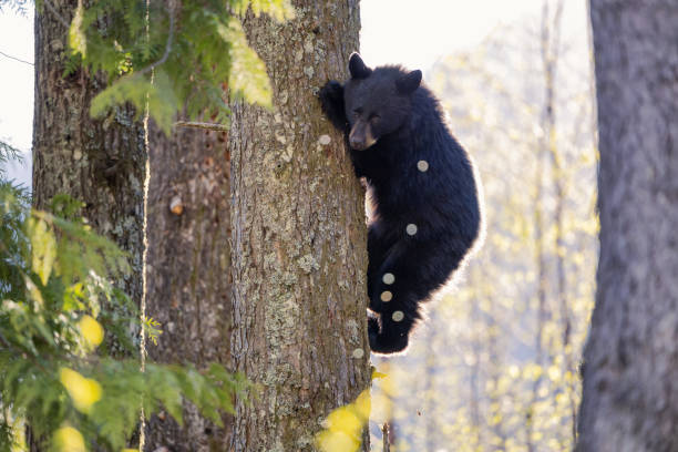 istock Bear Cub climbing a tree. Canadian Nature. BC, Canada 2159832546