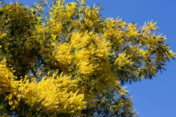 istock yellow splendid mimosa on tree close-up, selective focus. spring background of white acacia flowers 2159833984
