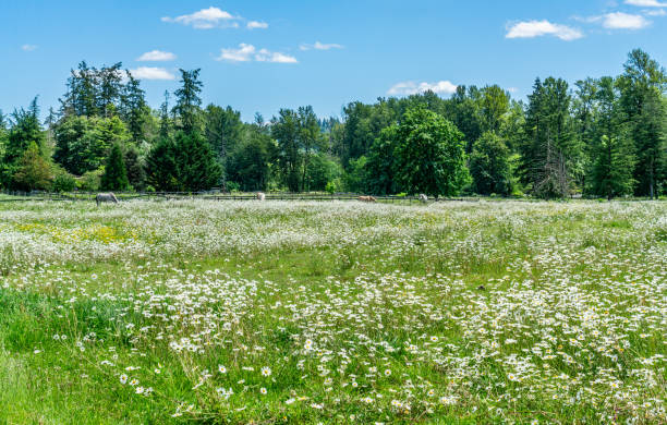 istock Valley Roadside Wildflowers 8 2159834617