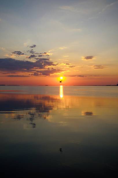 istock a bird flies past the sunset 2159834689