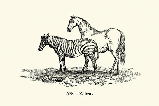 Vintage animal illustration, Zebra and horse comparison, 19th Century woodcut