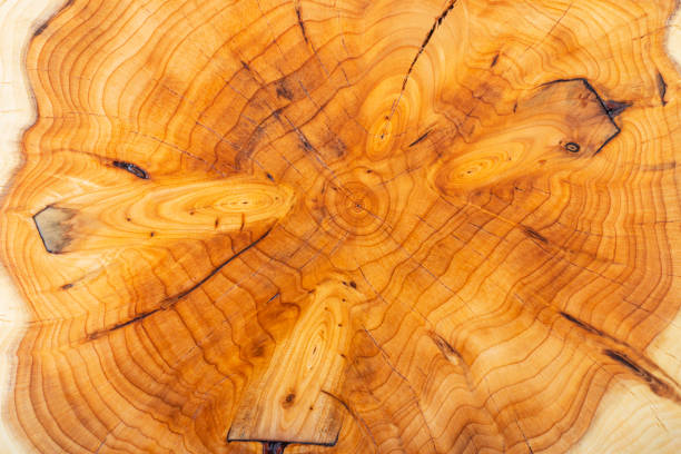 The knotted texture on a yew tree cross section. Natural abstract background.