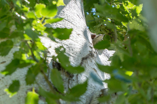 Young female picus sharpei getting out from her nest on a tree trunk