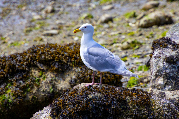 Stanley Island Vancouver Canada seagull on a rock