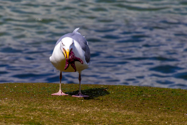 A seagull holding a starfish in its mouth near the shore all in Stanley Island in Vancouver Canada