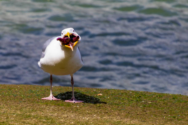 A seagull struggling to swallow a starfish eating near the shore on Stanley Island Vancouver Canada