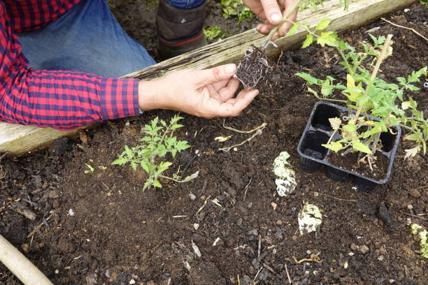 istock man pulling tomato seedling from tomato seedbed, how to plant tomato in vegetable garden 2159844788