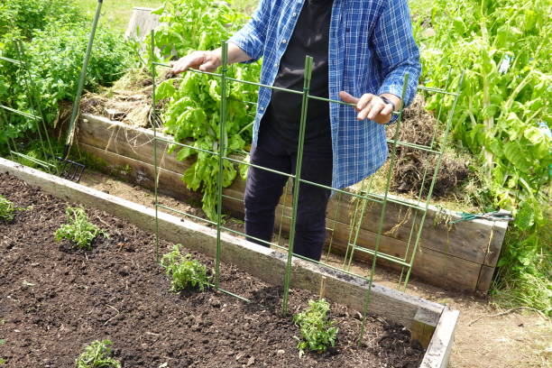 istock farmer prepares structure for climbing vegetable garden crops 2159844811