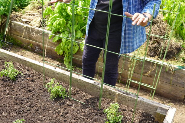 farmer prepares structure for climbing vegetable garden crops