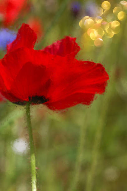 Red Poppy flowers-Stock image.