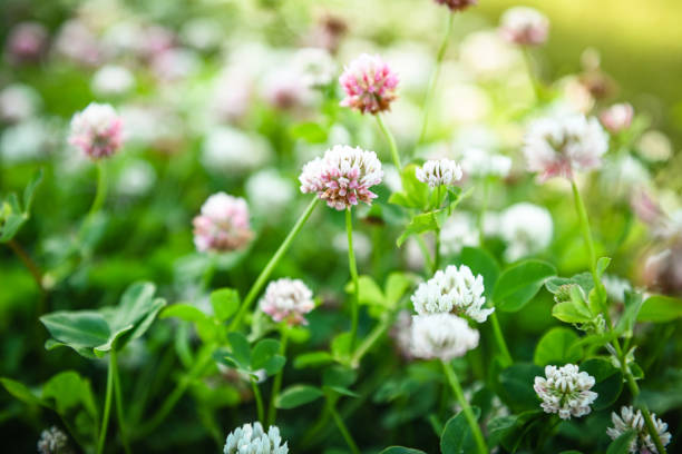 summer field with clover flowers