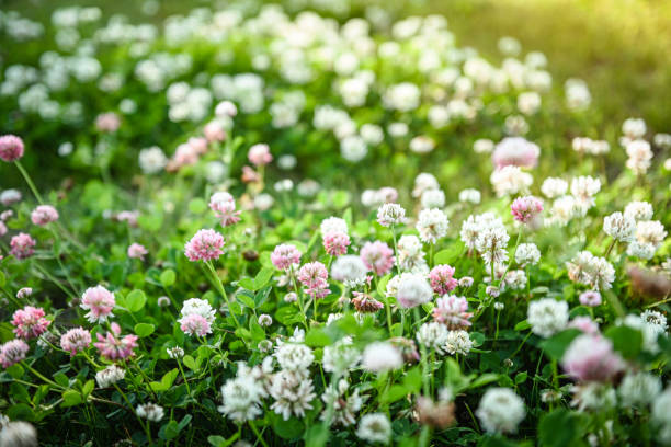 summer field with clover flowers