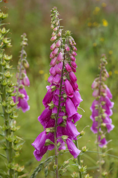 istock Purple Foxglove flower 2159845535