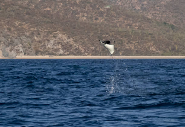 istock Munk's Devil Rays aka Mobula Rays (Mobula munkiana) in jumping out of the water in Baja California Sur, Mexico 2159846155