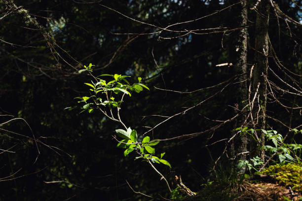 green leaves in sunlight