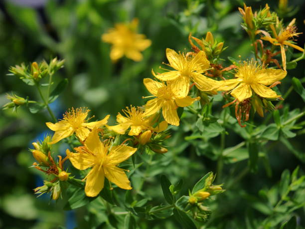 istock Saint John's Wort | Hypericum perforatum flowering plant in bloom 2159848176