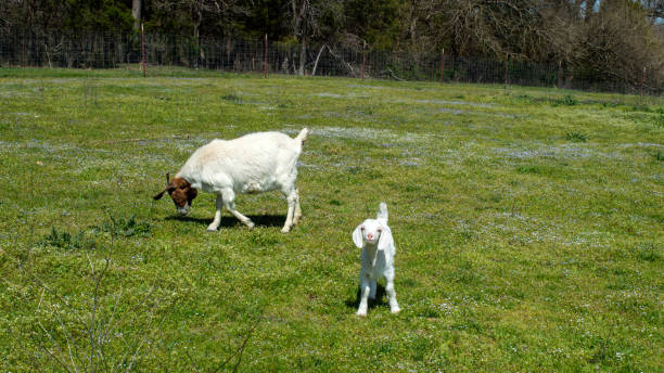 istock A baby and a momma goat 2159849694