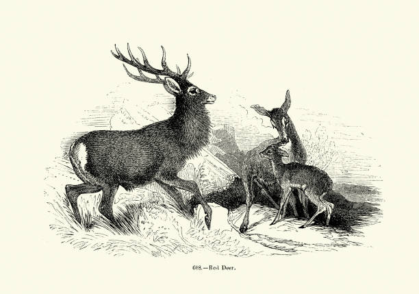 Vintage wildlife illustration, Red deer, Stag, Doe, Fawn, 19th Century Woodcut