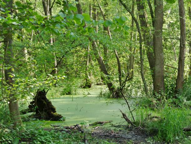 istock Duckweed near Alster in Hamburg 2159852859