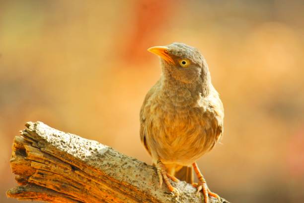 istock Close up of Turdoides affinis ( yellow billed babbler) 2159852922