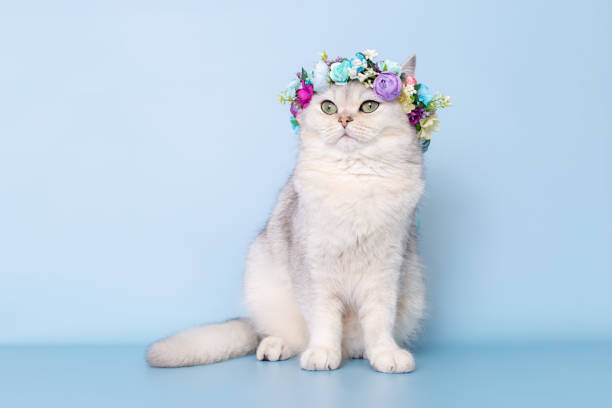 istock Cute white cat in flower wreath on head, sitting on blue background 2159853154