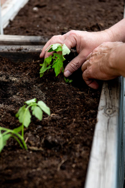 istock planting tomatoes in a garden box in spring. 2159853165