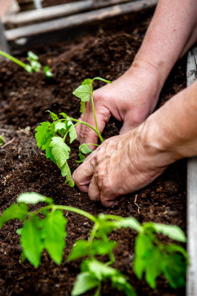 istock planting tomatoes in a garden box in spring. 2159853174