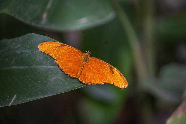 istock Julia Heliconian, (Dryas iulia), Papillon Flambeau. 2159853512