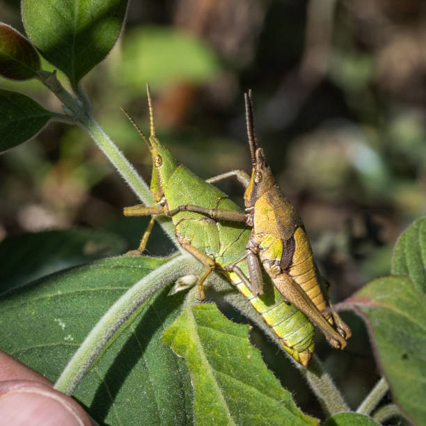 istock Corn-field Grasshoppers, (Sphenariom purpurascens), Chapulin de Milpa. 2159854929