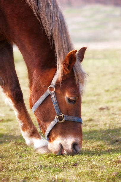 A photo of a brown horse