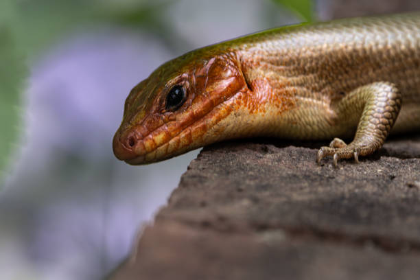 istock Broad Headed Skink during breeding season 2159855584