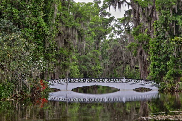 A pier on Mill Pond in Caddo Lake State Park in Eastern Texas.  The water is covered in part by salvinia molesta which is a invasive aquatic fern that is a major problem for Caddo Lake