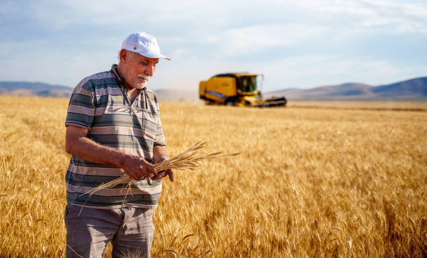 an older man standing in a vast, golden wheat field.