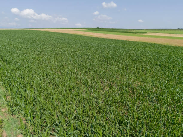 istock Small business, agriculture 2159859087