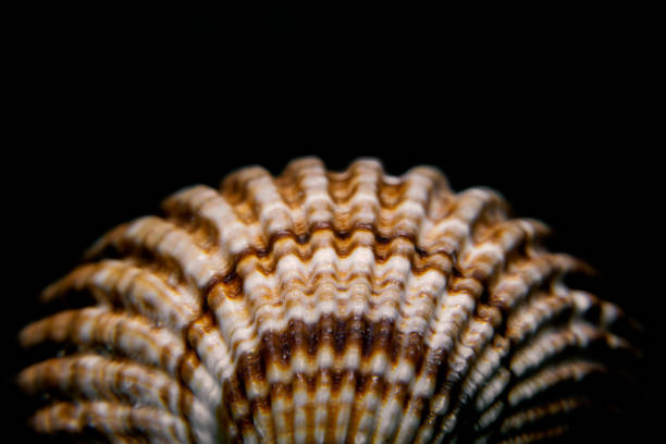 close up of a sea shell detail