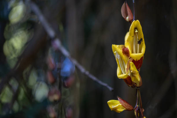 A magnificent Mysore trumpetvine in the rainforest of Guatemala.