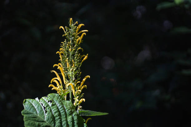A magnificent Justicia aurea in the rainforest of Guatemala.