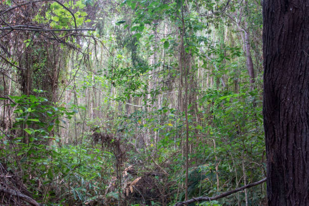 istock Coastal Swamp 2159862118