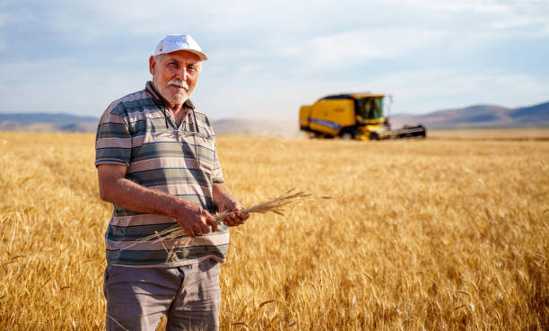 istock an older man standing in a vast, golden wheat field. 2159863059