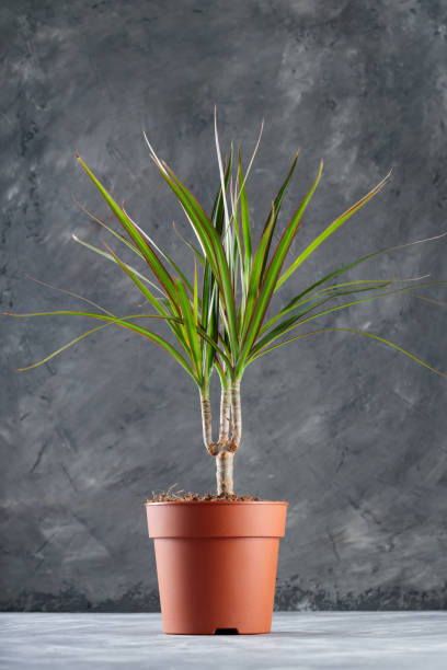 istock Dracaena Angustifolia (Dragon Tree) in Brown Pot on Concrete Background 2159865015