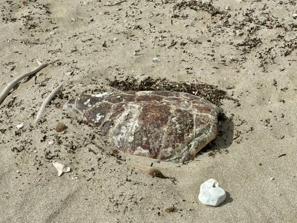 istock Dead sea turtle on beach in Puglia, Italy 2159866184