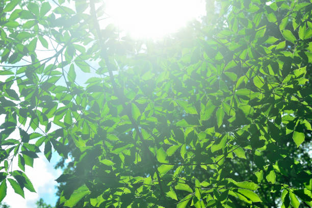 Green leaves bathed in sunlight