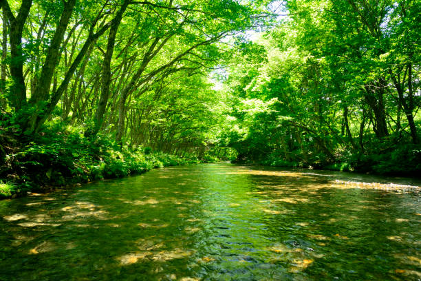 istock A pristine landscape with sunlight filtering through the trees onto a clear stream 2159866265