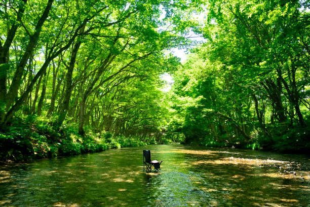 A pristine landscape with sunlight filtering through the trees onto a clear stream