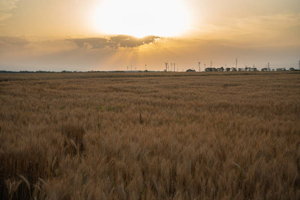 Organic Wheat Farm next to a Wind Farm on a Brightly Lit Day. Smart Farming and Sustainable Energy.