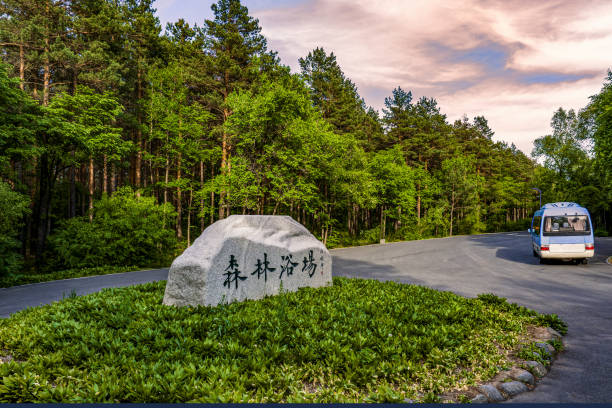 May 23, 2024, Changchun, Jilin, the view of the forest bathing beach in Changchun Jingyuetan National Forest Park in summer. Forest Bathing Beach: The ecological scenic spot Forest Bathing Beach in Jingyuetan National Scenic Area is known as the \