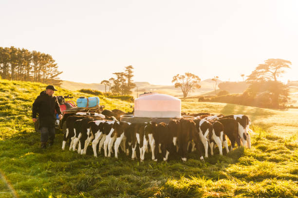 istock Feed pusher on a dairy farm with calves. 2159869557